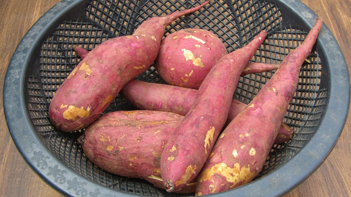 Sweet Potato 