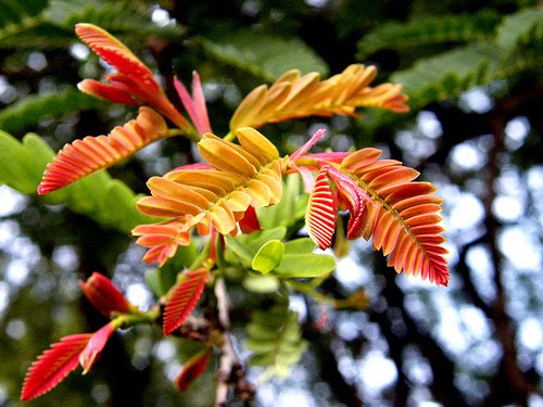 Tamarind Leaves Chutney