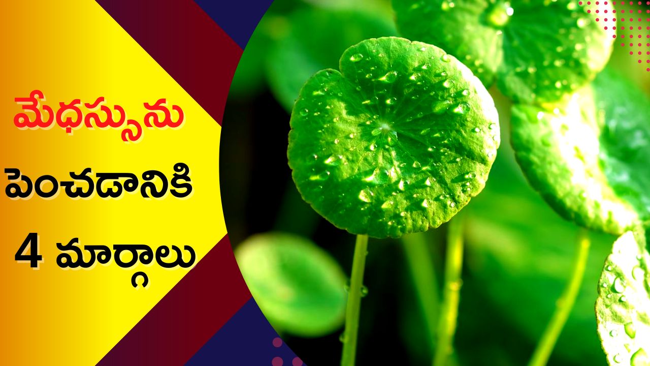 How Increase Memory Power: ఈ ఆకుల రసాన్ని తాగితే మెమోరీ పవర్‌ 30 రోజుల్లో బూస్ట్‌ అవ్వడం ఖాయం..