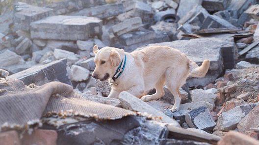 Dog crying after earthquake