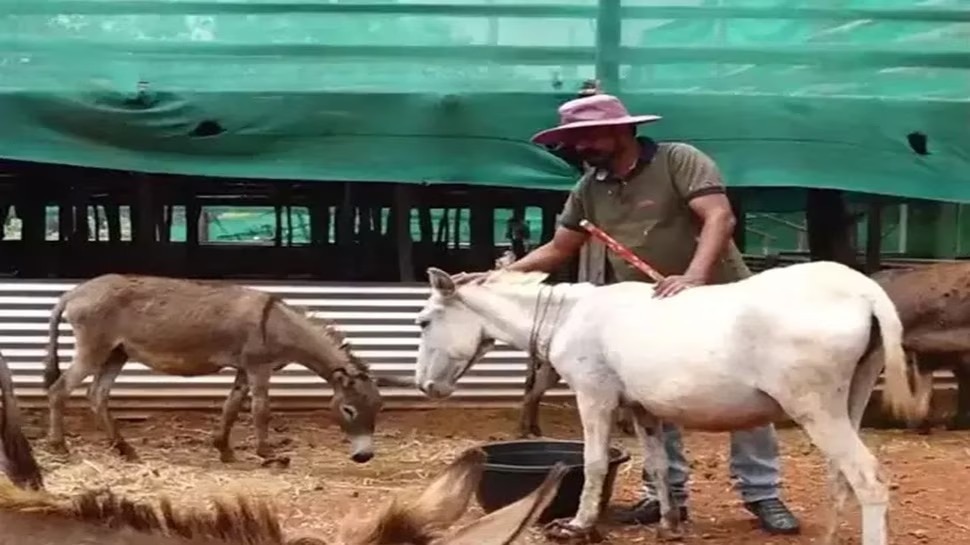 Donkey milk