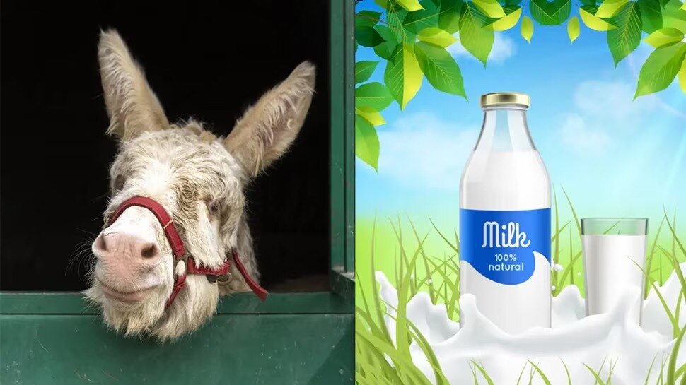 why donkey milk is so expensive