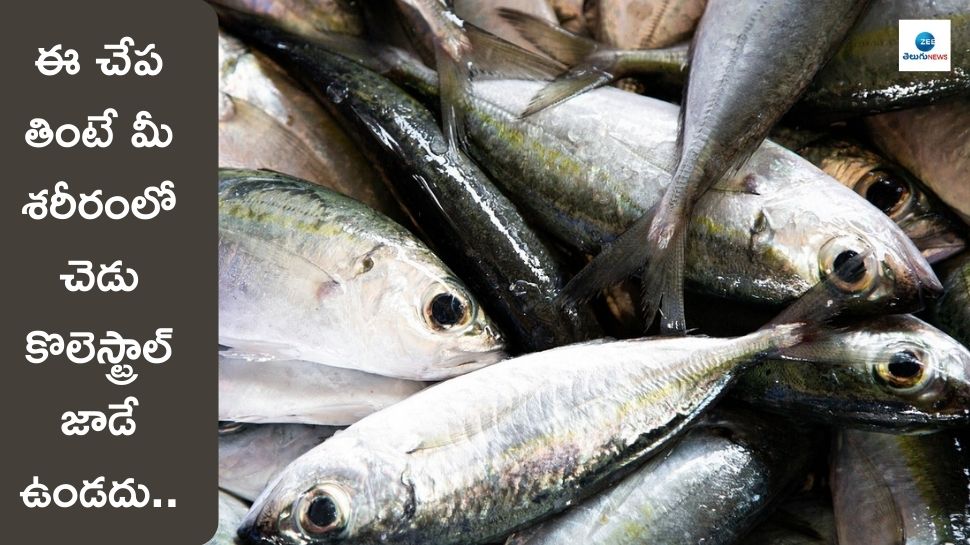 Cholesterol Cutting Fishes tuna sardines trout herring and mackerel