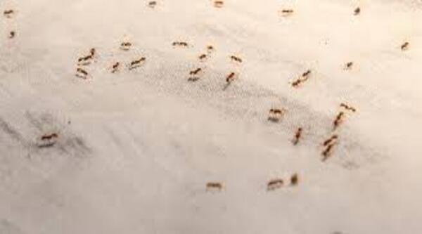 Red Ants Remedy For Kitchen