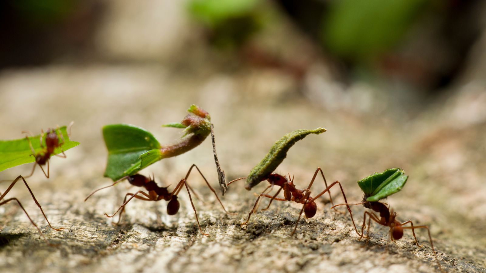 Ants Remedy