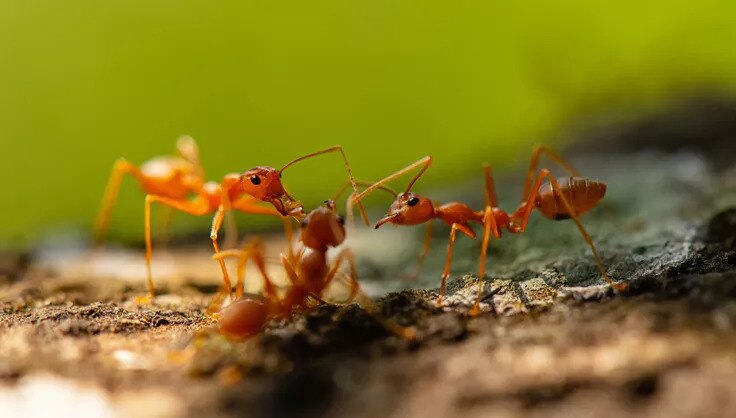 Tips To Get Rid Of Ants