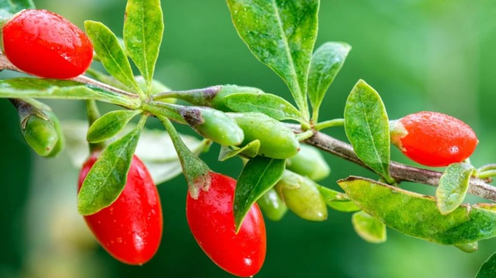 Goji Berries