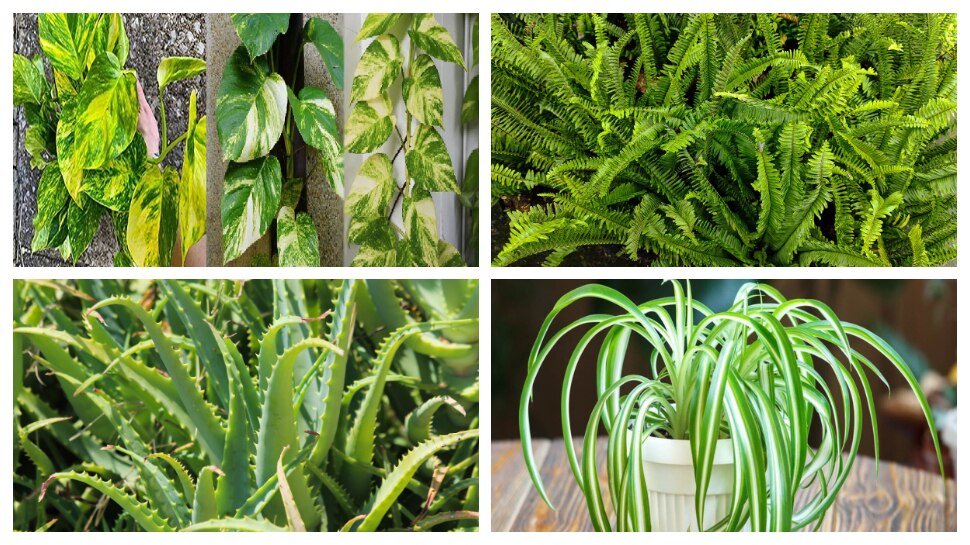 Bathroom Plants: ఈ 8 మొక్కలు బాత్రూంలో పెంచుకోవచ్చు.. ఇంటికి రెట్టింపు అందాన్ని ఇస్తాయి..