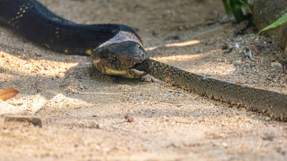 పాముల వేగం