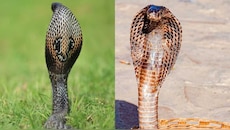  World Poisonist Snake: ప్రపంచంలో అత్యంత విషపూరితమైన పాము ఇదే.. దీని పాయిజన్ ఎంత డేంజర్ అంటే..! 