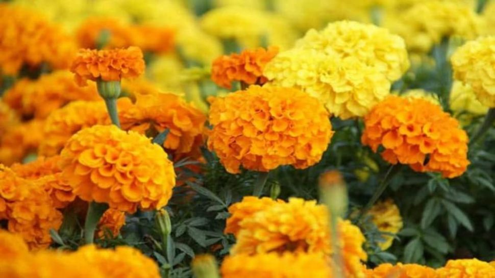 Marigold Flower Cultivation