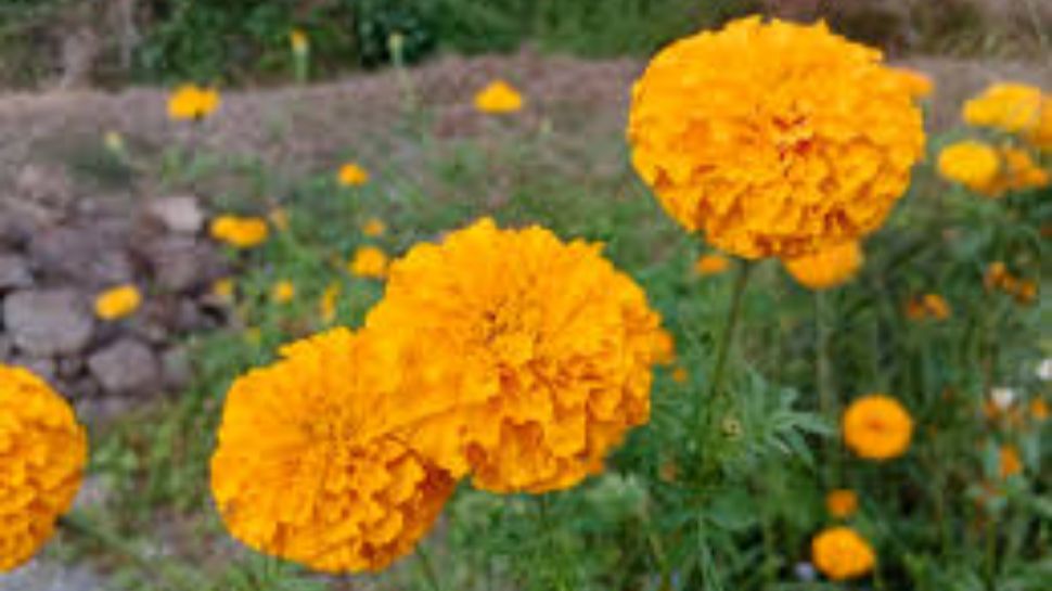 AndhraPradesh Agriculture