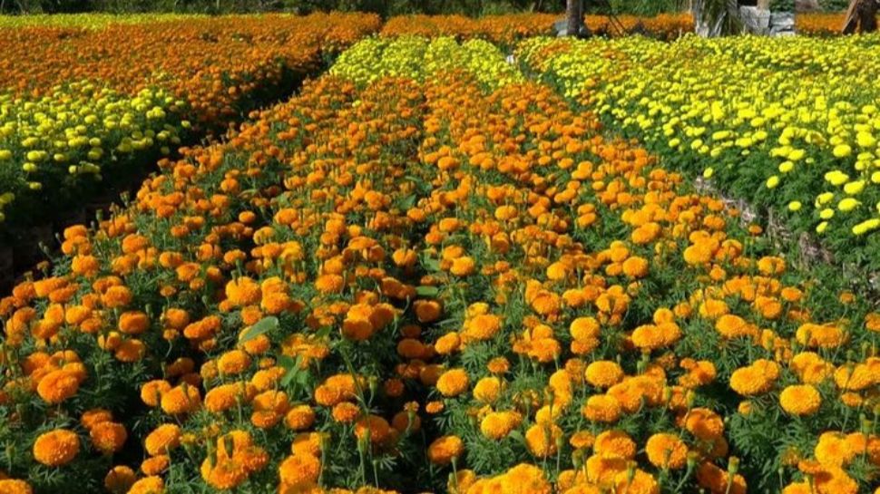 FlowerCultivation