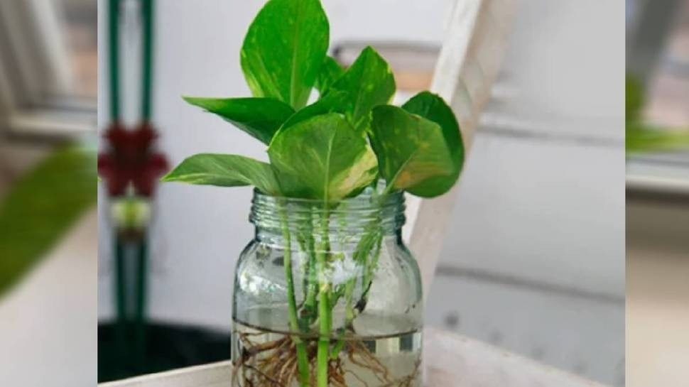 Money Plant