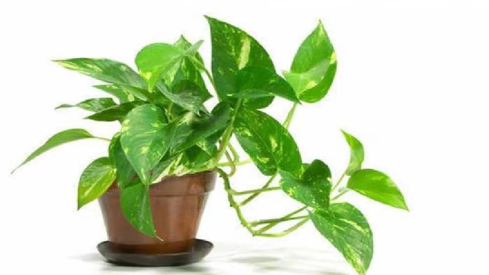 vastu plants