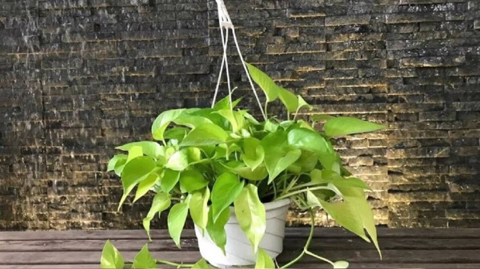 Indoor Plant Health Benefits