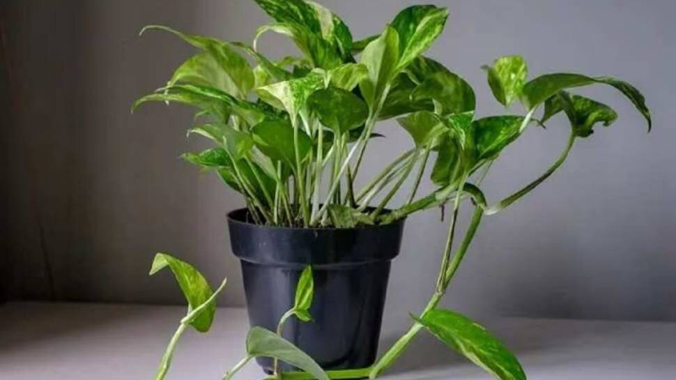 Money Plant Benefits