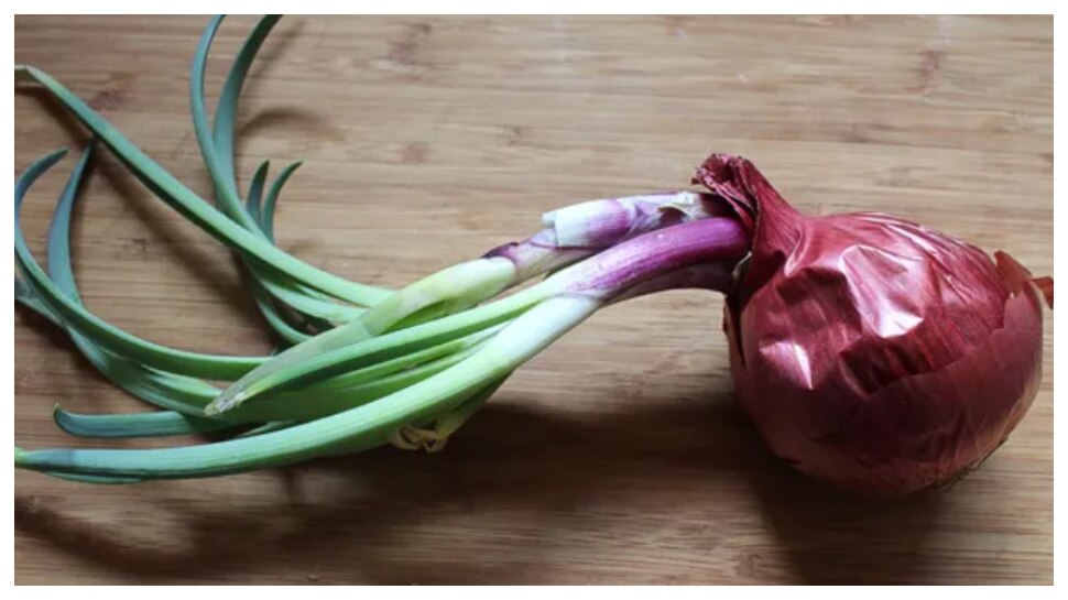 Sprouted Onions usage is harmful do you what effects on our health