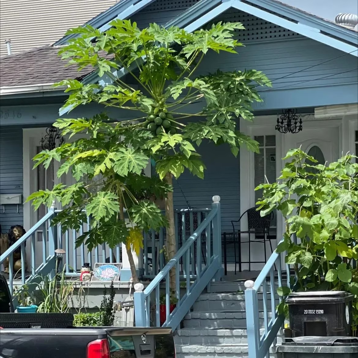 Tree vastu