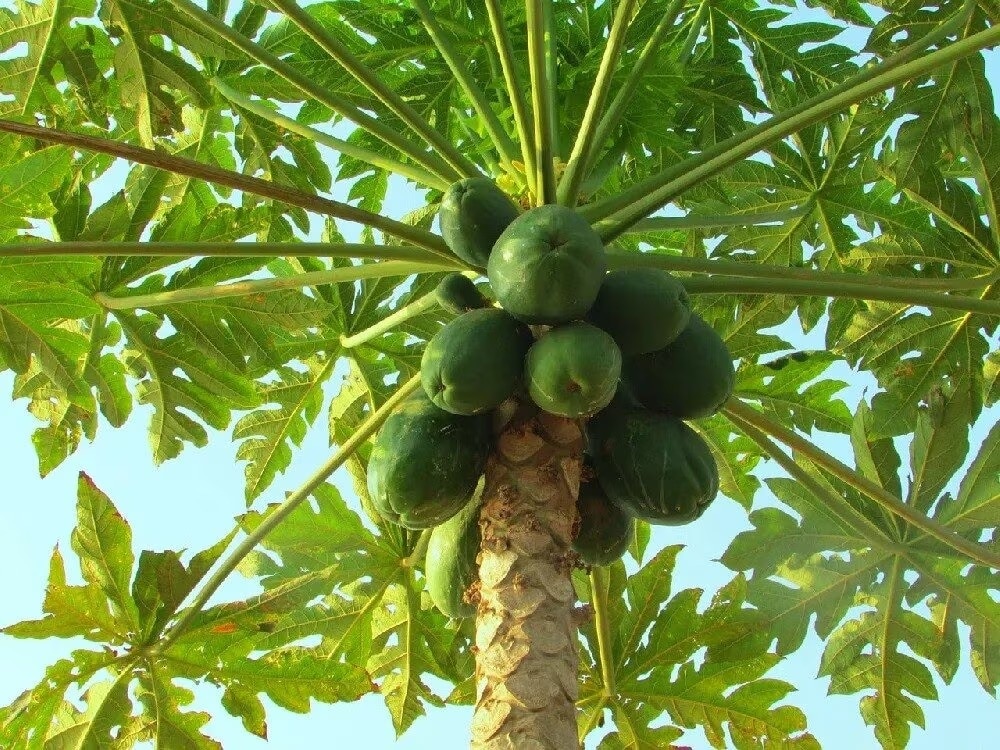 papaya bad luck