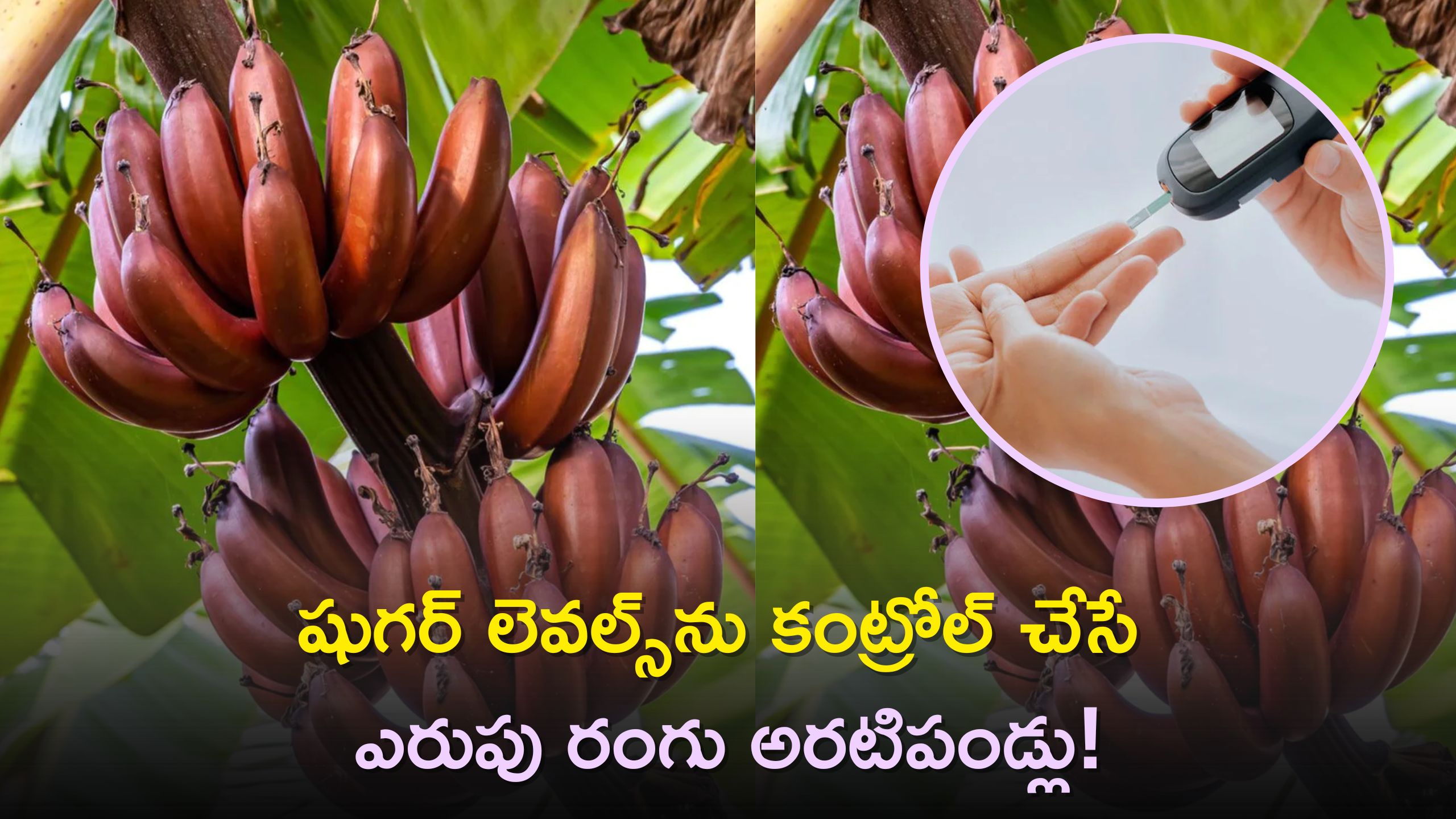 Red Bananas Can Control Diabetes And Sugar Level In 2 Days Red