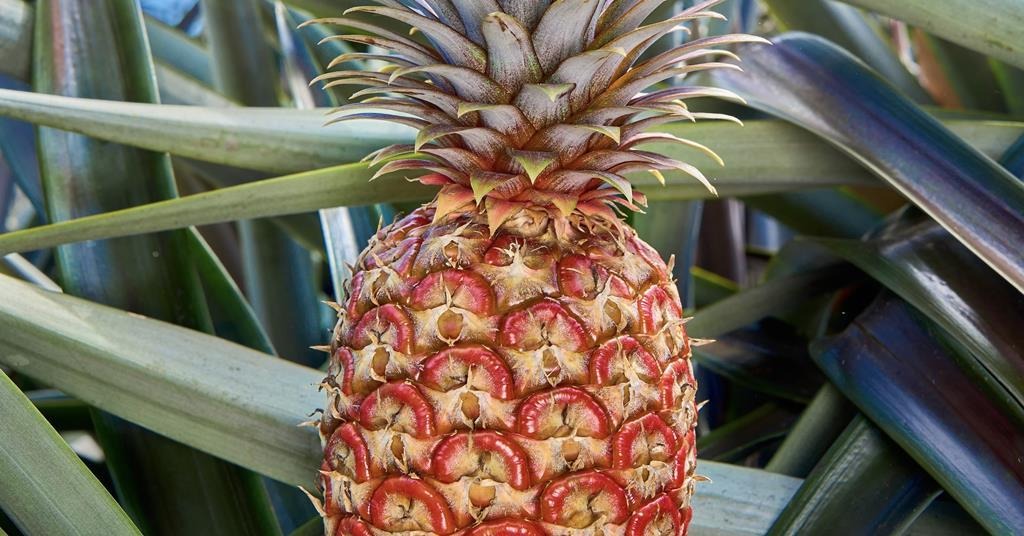 Top 5 Unknown Facts About Ruby Glow Pine Apple | Ruby Glow Pine Apple ...