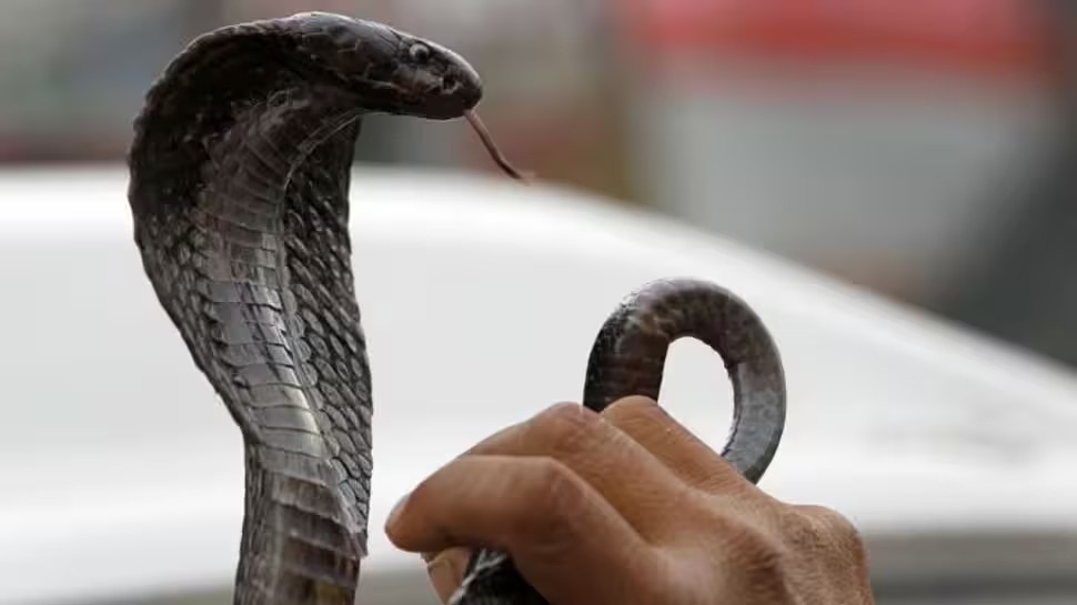 venomous snake symptoms
