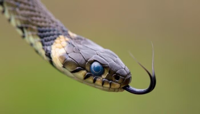 Snake Bite