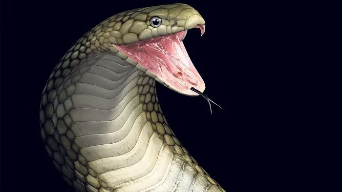 monsoon snake encounters