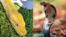 Snake populations: విషపూరిత పాములకు నిలయాలు.. ప్రపంచంలో అత్యంత ప్రమాదకరమైన 10 దేశాలివే..!