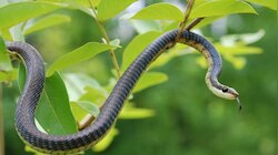 Snake Facts: ఇంట్లో ఈ మొక్కలు ఉంటే పాములకు ఆహ్వానం పలికినట్టేనా..! అసలు విషయం ఇదే..