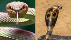 Snake vs King Cobra: మాములు పాముకు నాగు పాముకు ఉన్న ఈ తేడా తెలుసా..! 