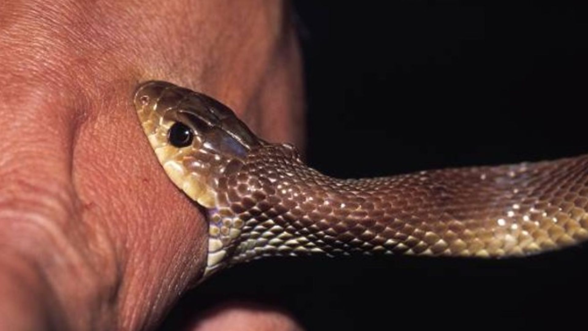 Snake Bite 