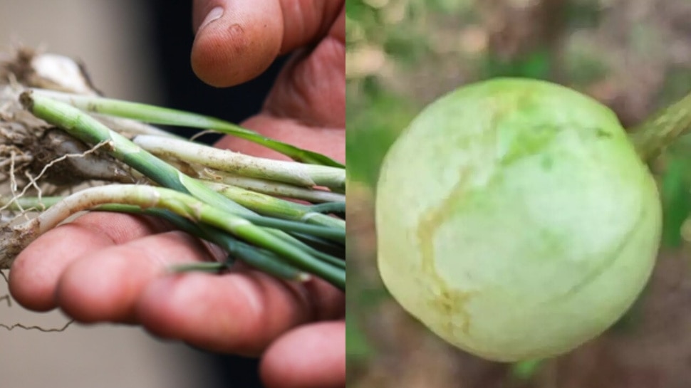 Snake Fruit 