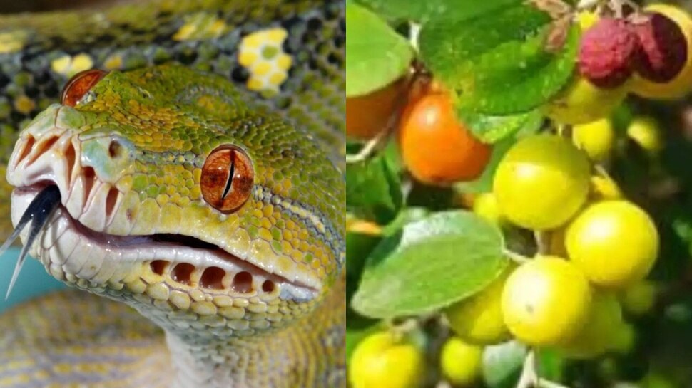 Snake Bite 