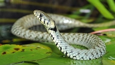 Snake repellent plants: పాములకు ఈ మొక్కలంటే హడల్.. ఆ ప్రాంతంలో రమ్మన్నరావు.. 