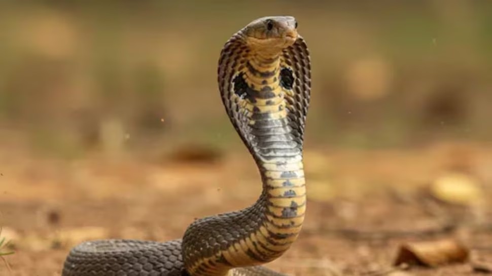 snake safety tips