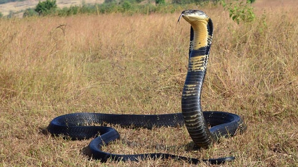 how to keep snakes away