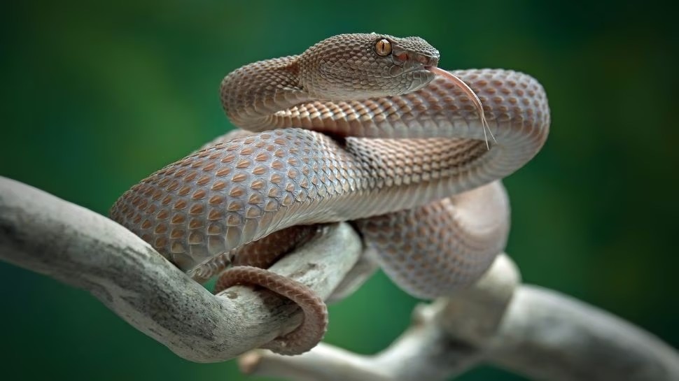 snake repellent home remedies