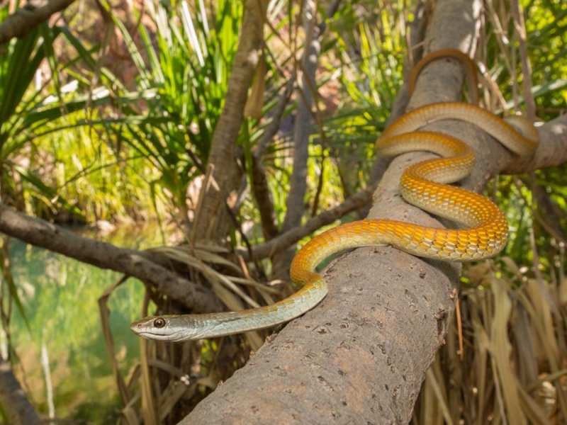 Trees Attracts Snakes: ఈ 5 చెట్లు అస్సలు నాటొద్దు, విష సర్పాల్ని ఆకర్షిస్తాయి