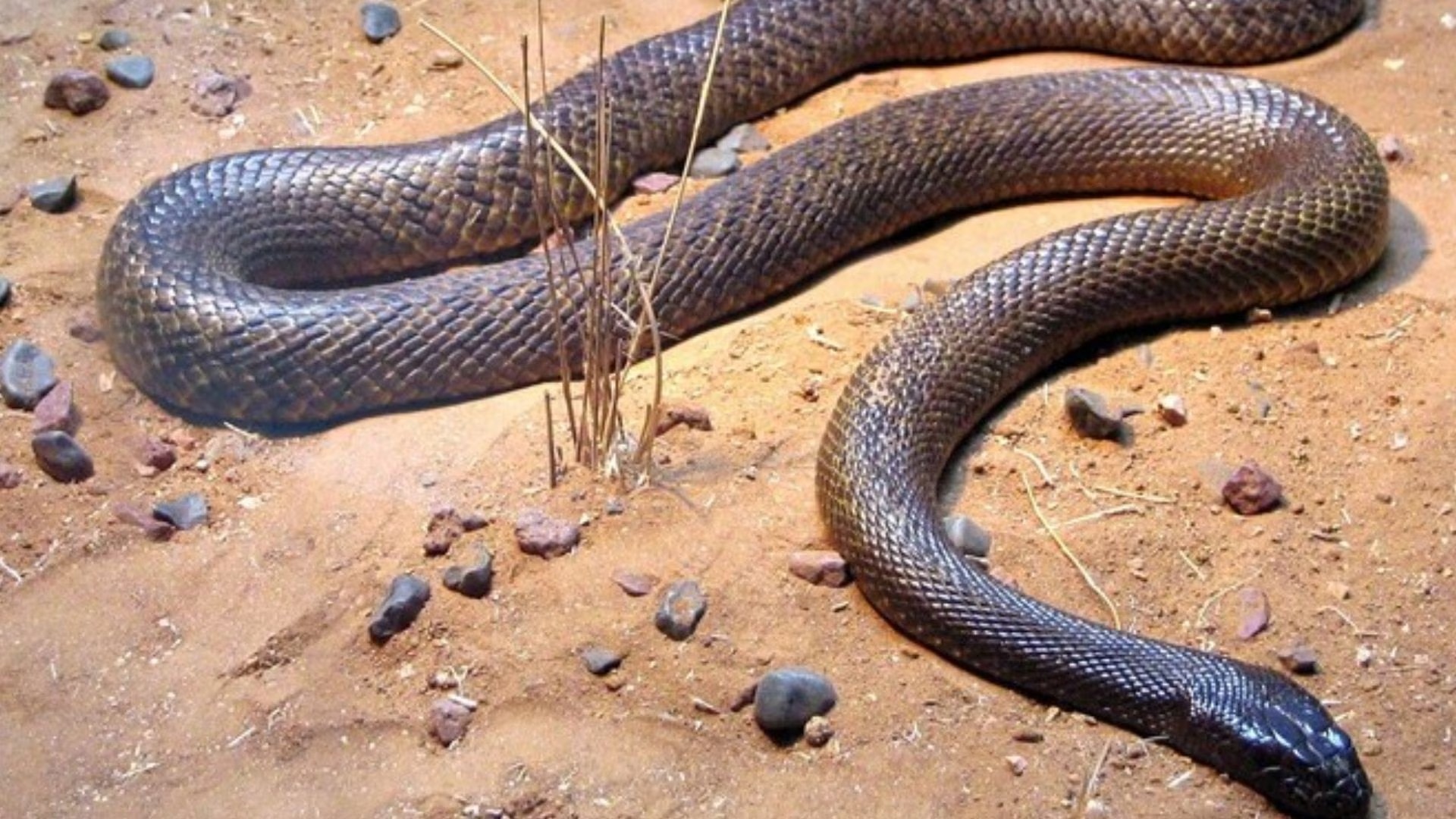 Snake repellent