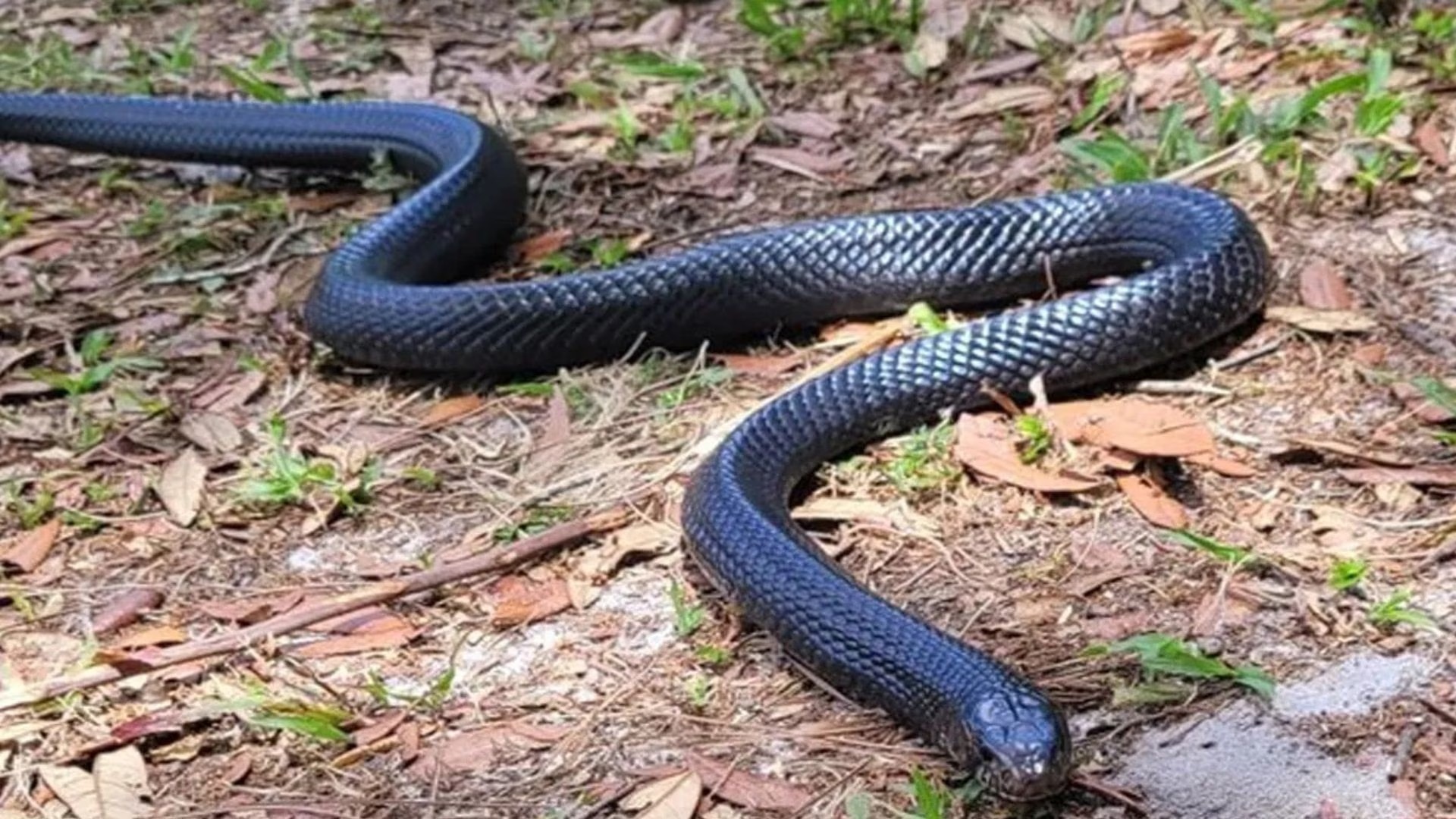 Natural snake protection