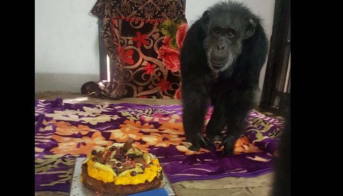 chimpanzee with birthday cake