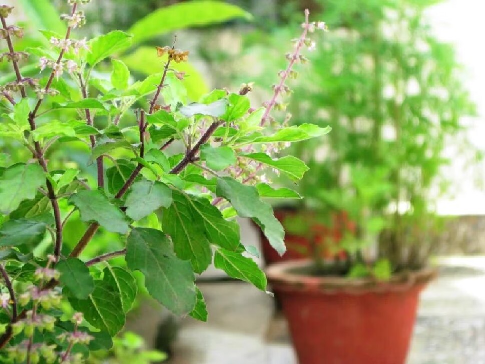 Vastu Lucky Plants: ఇంట్లో, ఇంటి పరిసరాల్లో ఈ 6 మొక్కలుంటే..అంతా శుభమే, అందరిళ్లలో సుఖ సంతోషాలు