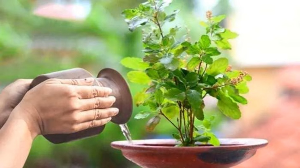 Tulsi Vastu Precautions: తులసి మొక్కను ఆ రోజు ముట్టుకుంటే ఎంత కుబేరులైనా దరిద్రులవడం ఖాయం, జాగ్రత్త