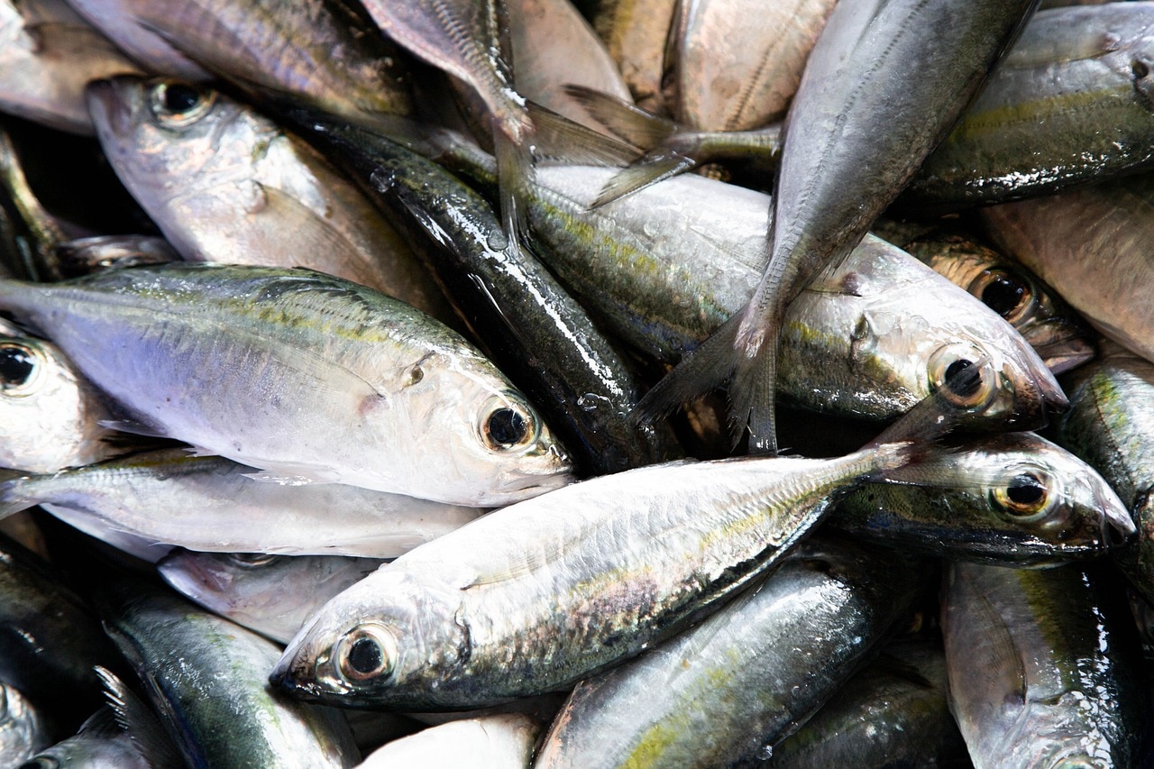 Cholesterol Cutting Fishes tuna sardines trout herring and mackerel