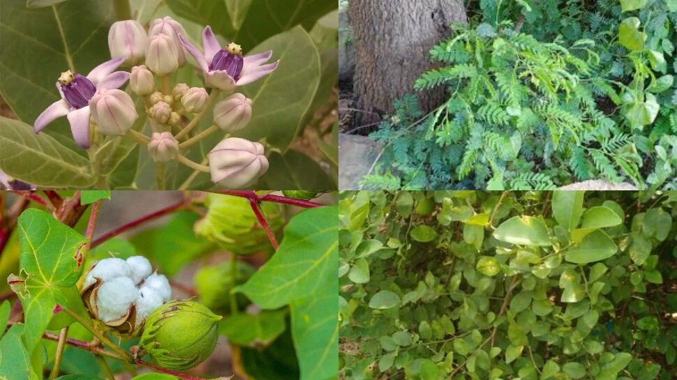 Vastu Tips For Plants: ఇంట్లో ఈ 5 మొక్కలు నాటకూడదు.. పెడితే కష్టాలను కోరితెచ్చుకున్నట్లే..