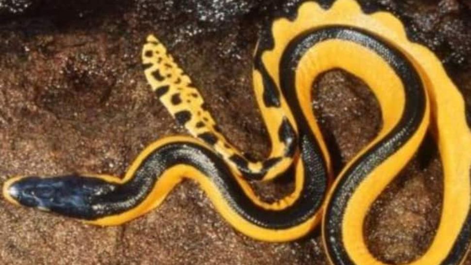 Yellow-bellied sea snake