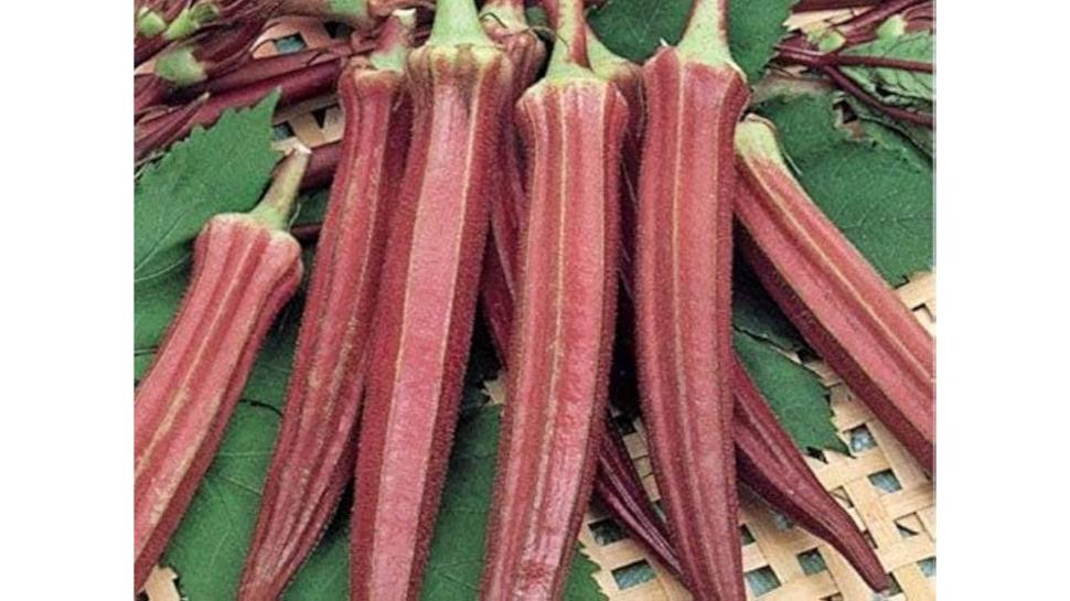 red bhindi benefits in monsoon:
