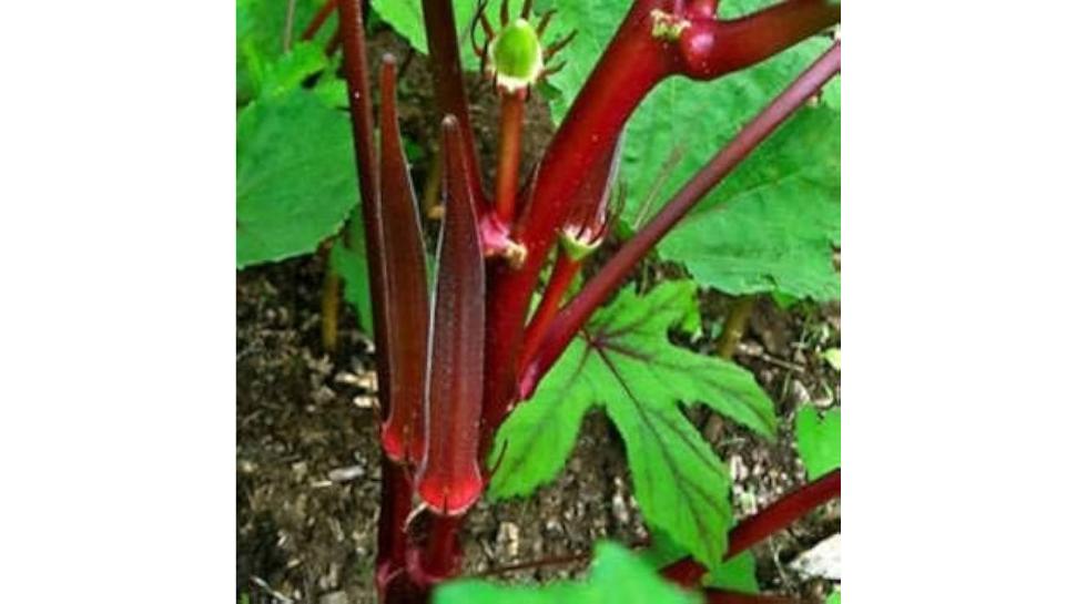 red bhindi benefits: